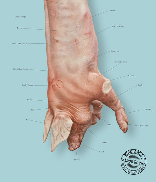 Butcher's Pork Cuts Print