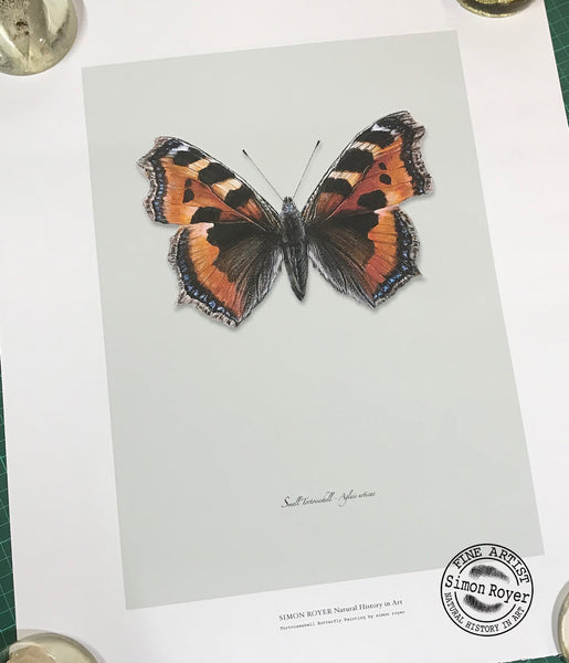 Tortoiseshell Butterfly