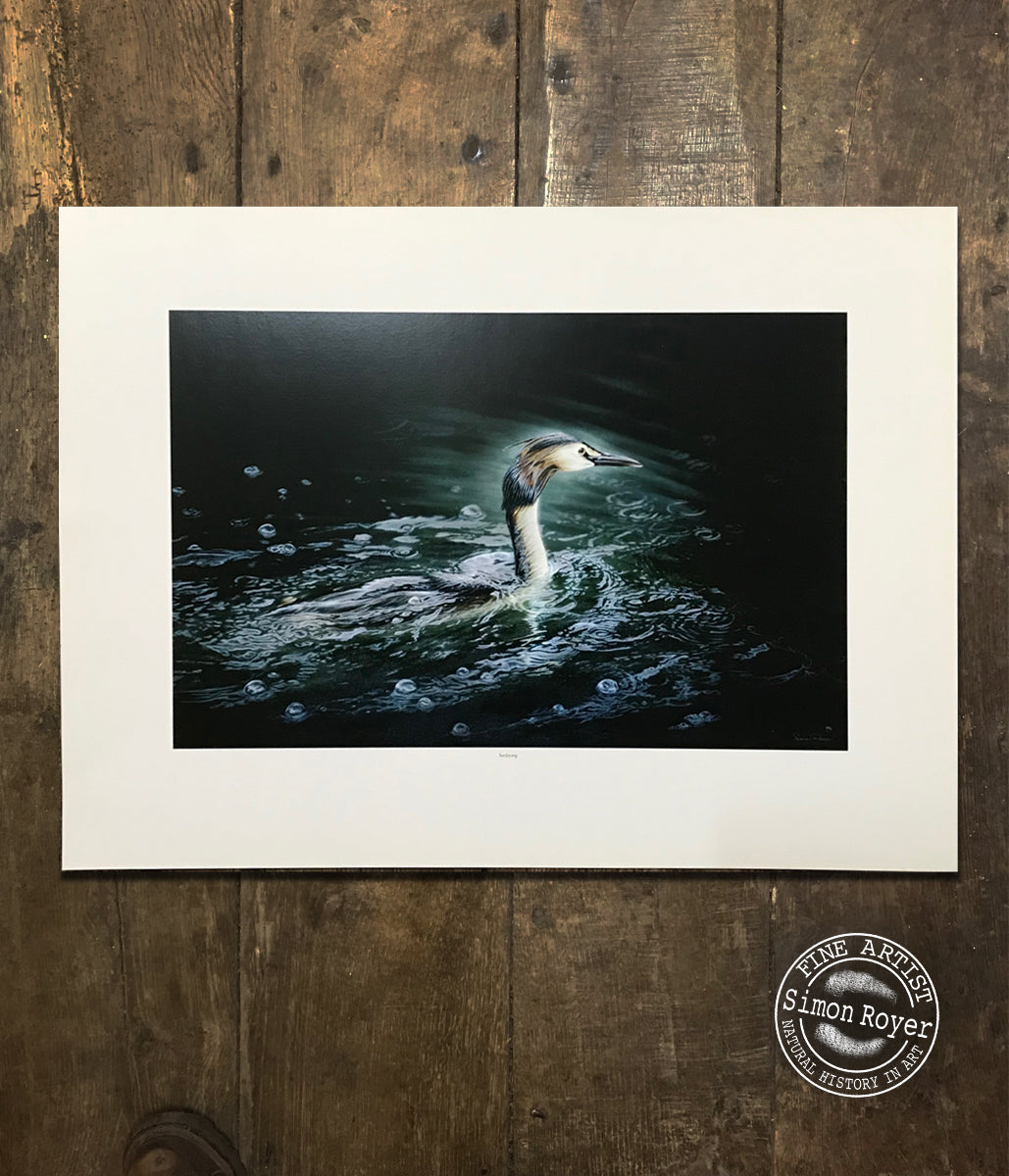 Great Crested Grebe Print
