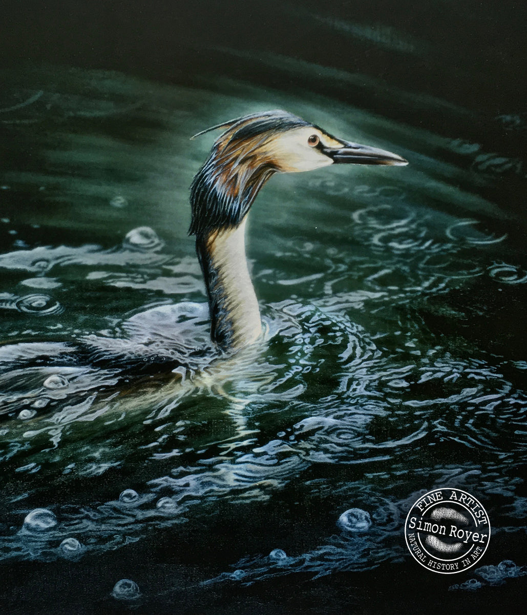Great Crested Grebe Print