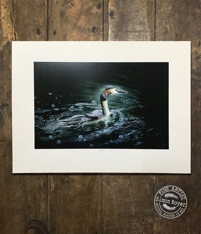 Great Crested Grebe Print