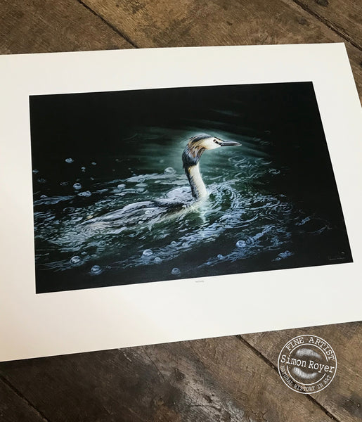 Great Crested Grebe Print
