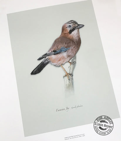Eurasian Jay