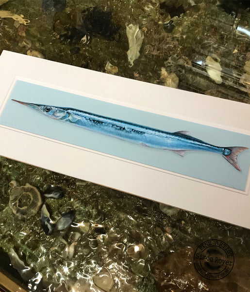 Gar Fish