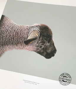Lamb of Maescar