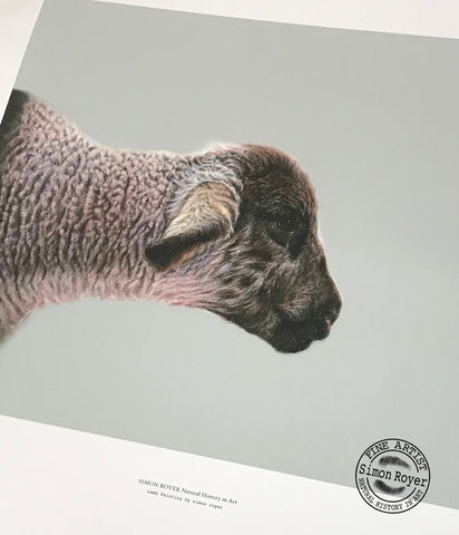 Lamb of Maescar