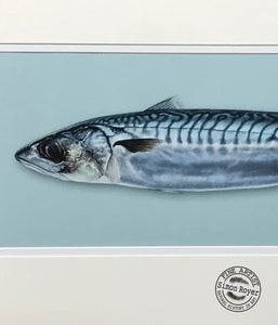 Mackerel Fish