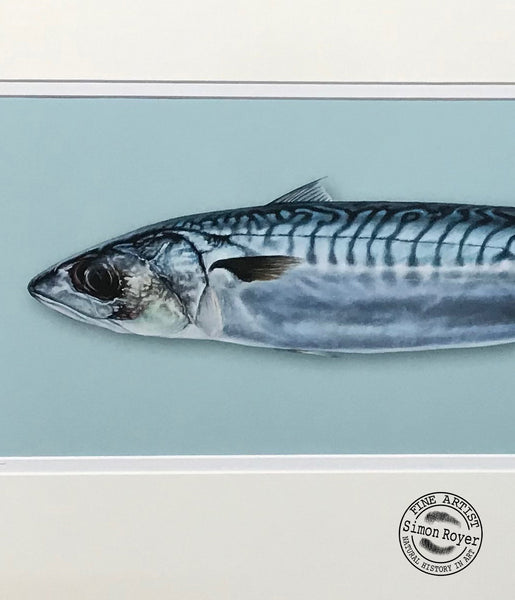 Mackerel Fish