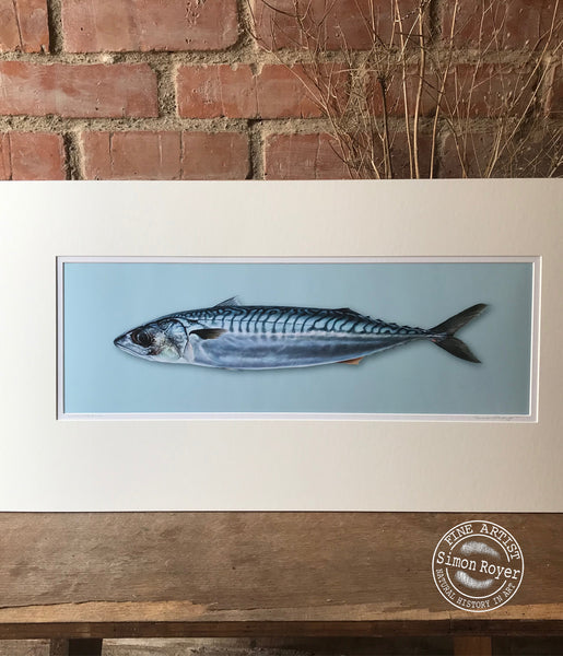 Mackerel Fish