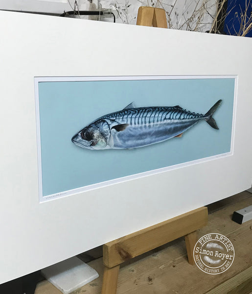 Mackerel Fish