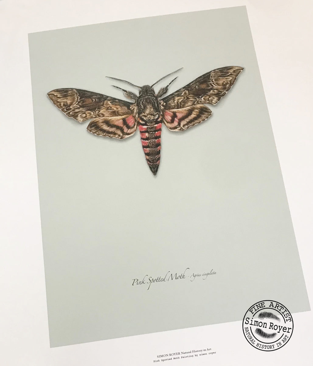 Pink Spotted Hawkmoth