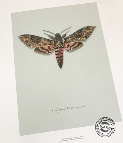 Pink Spotted Hawkmoth