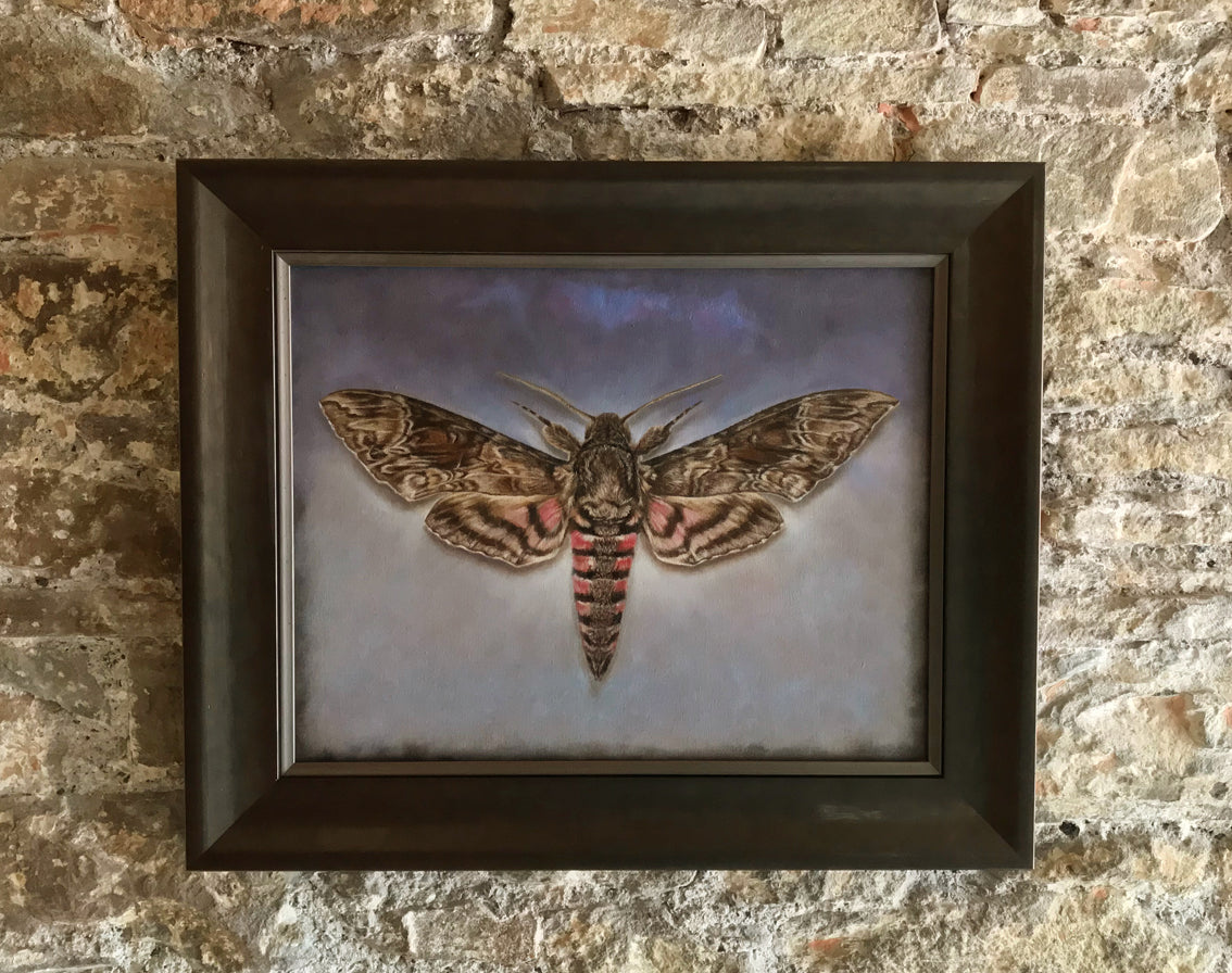 Pink Spotted Hawkmoth