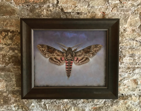 Pink Spotted Hawkmoth