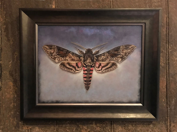 Pink Spotted Hawkmoth
