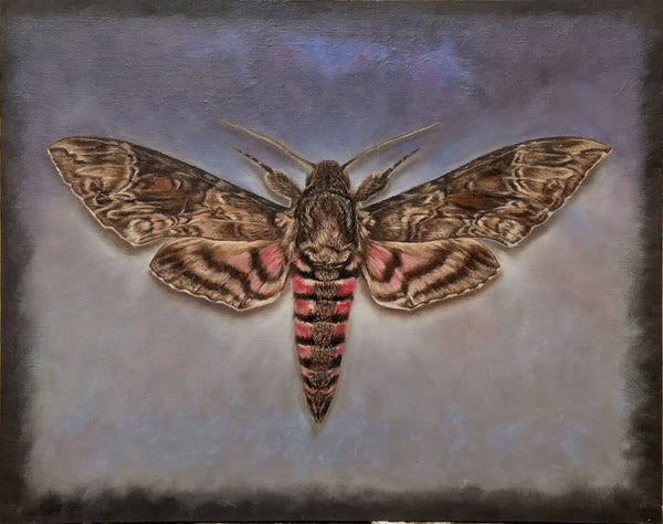 Pink Spotted Hawkmoth