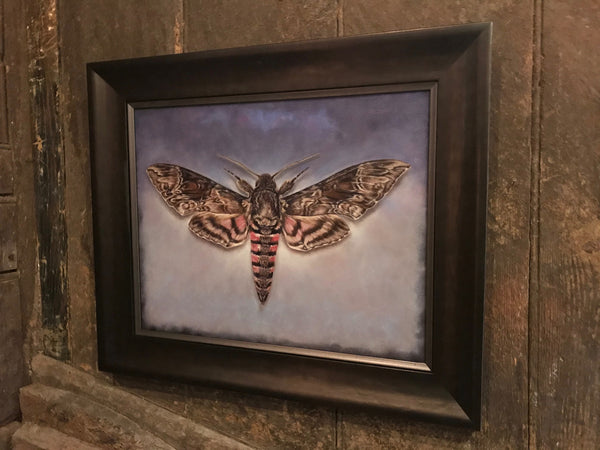 Pink Spotted Hawkmoth