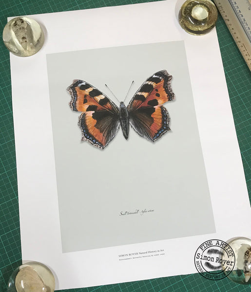 Tortoiseshell Butterfly
