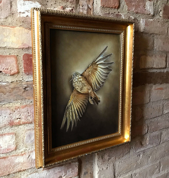 'Song Thrush bird still life oil painting framed by artist simon royer.'