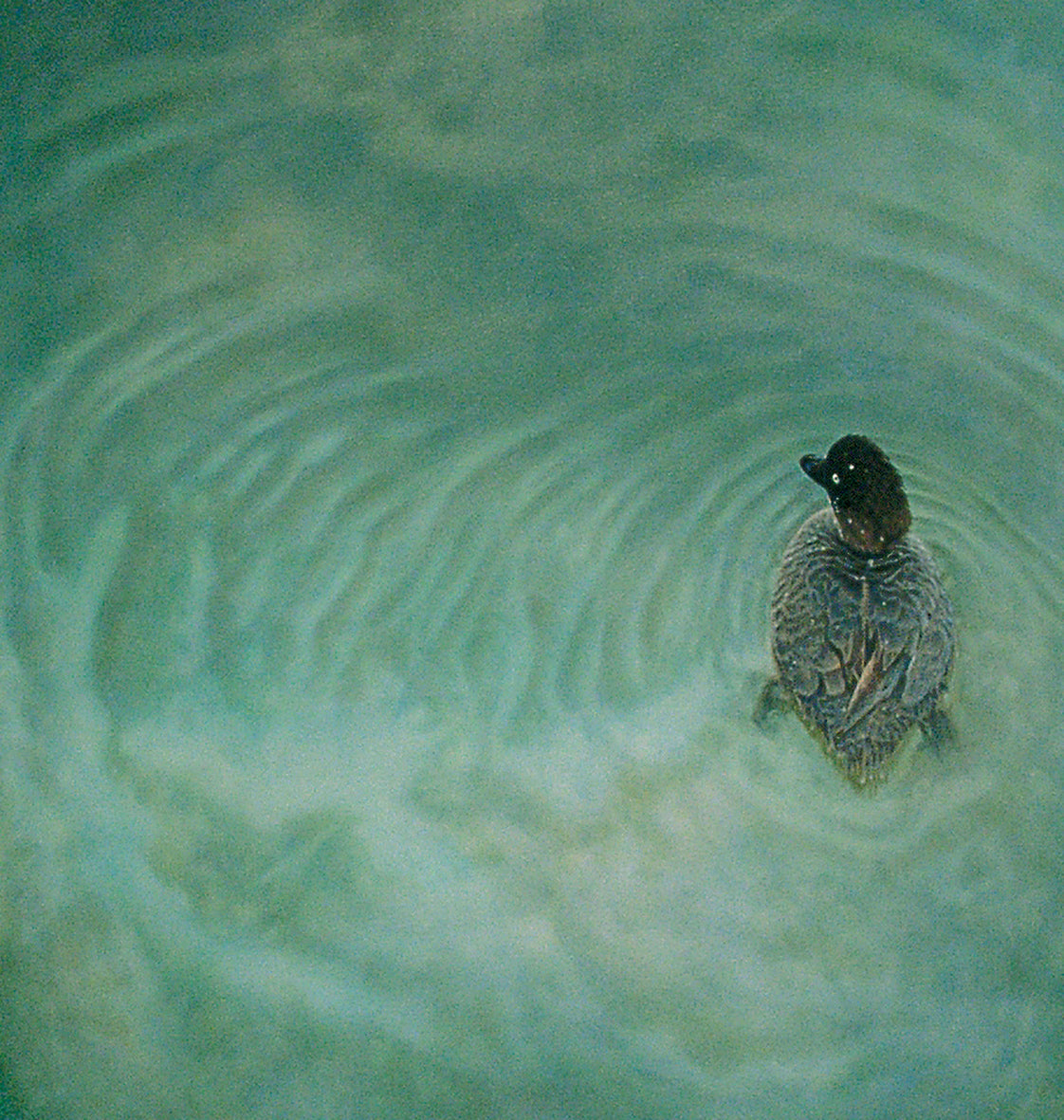 'Southern Pochard duck oil painting by artist simon royer.'