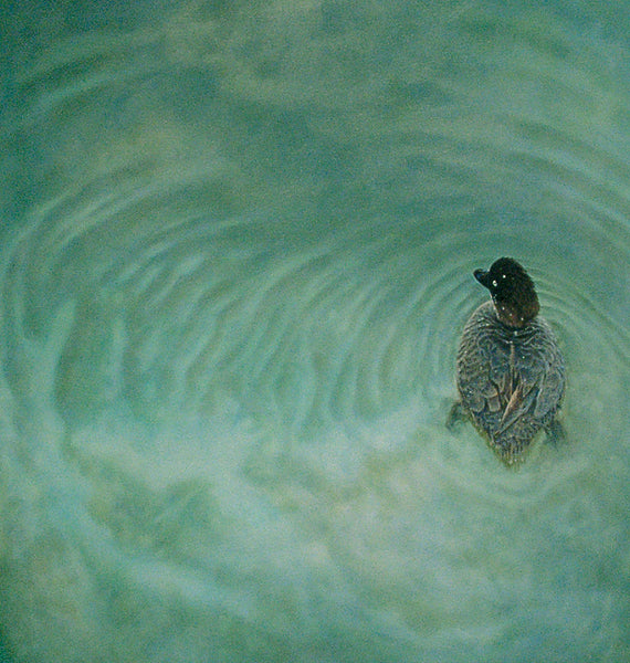 'Southern Pochard duck oil painting by artist simon royer.'