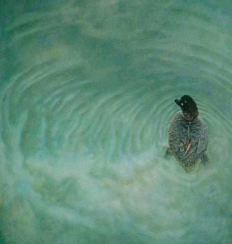 'Southern Pochard duck oil painting by artist simon royer.'
